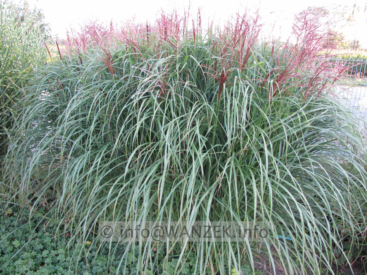 Miscanthus sinensis Malepartus 04.JPG